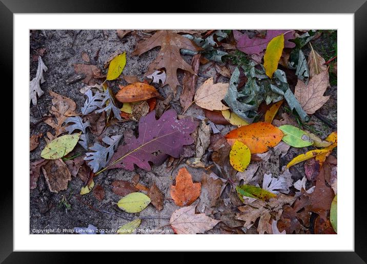 Fall Colors Donald Park Oct 17th (87A) Framed Mounted Print by Philip Lehman