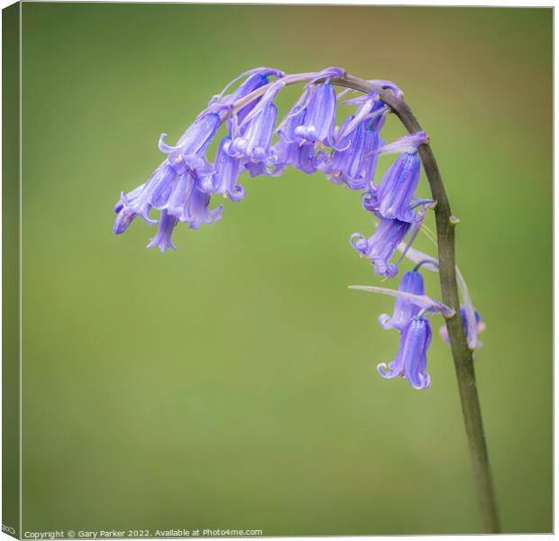 Bluebell Canvas Print by Gary Parker