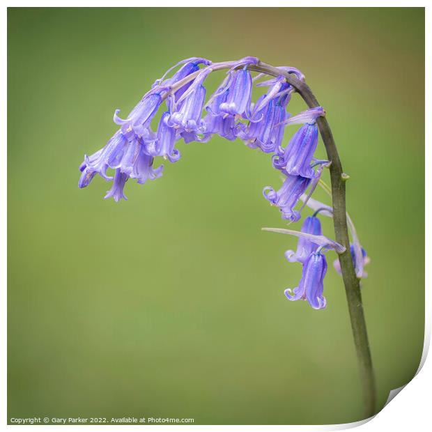 Bluebell Print by Gary Parker