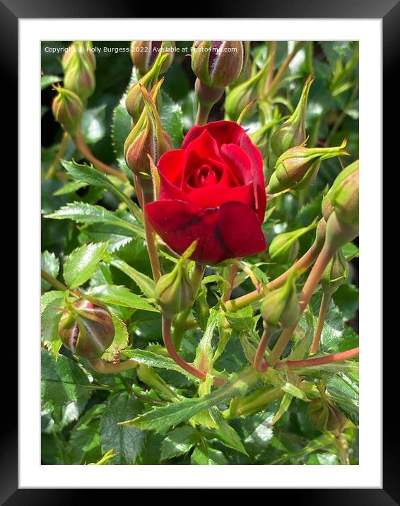 'Sinister Beauty: A Blood Red Rose' Framed Mounted Print by Holly Burgess