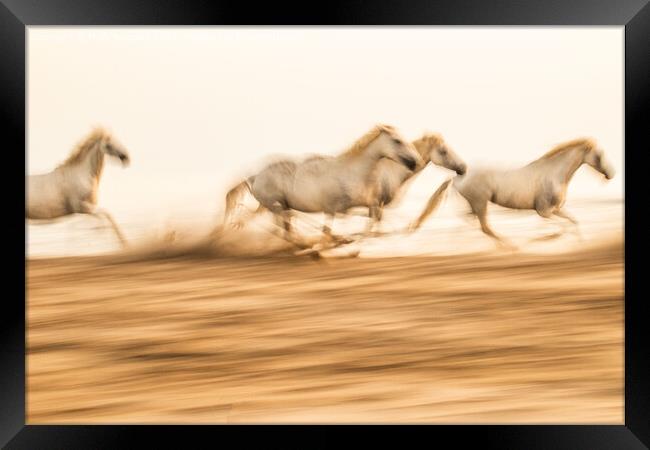 Camargue  White horses galloping in the sand, in France Framed Print by Holly Burgess
