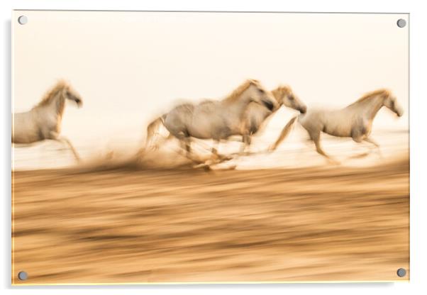Camargue  White horses galloping in the sand, in France Acrylic by Holly Burgess
