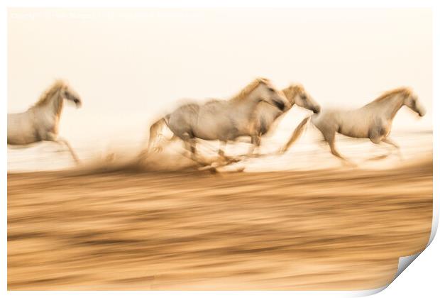 Camargue  White horses galloping in the sand, in France Print by Holly Burgess
