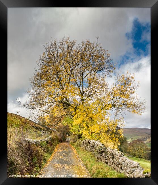 Lane near Gunnerside, Yorkshire Dales, in Autumn Framed Print by Richard Laidler