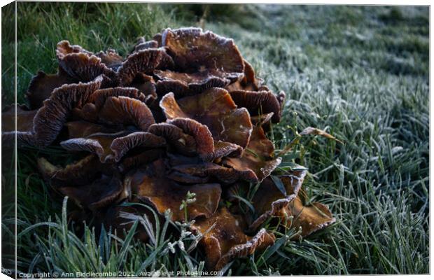 Frosty fungus Canvas Print by Ann Biddlecombe