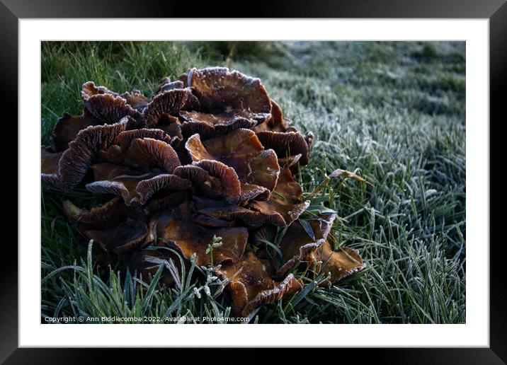 Frosty fungus Framed Mounted Print by Ann Biddlecombe
