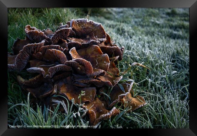 Frosty fungus Framed Print by Ann Biddlecombe