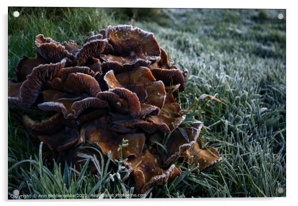 Frosty fungus Acrylic by Ann Biddlecombe