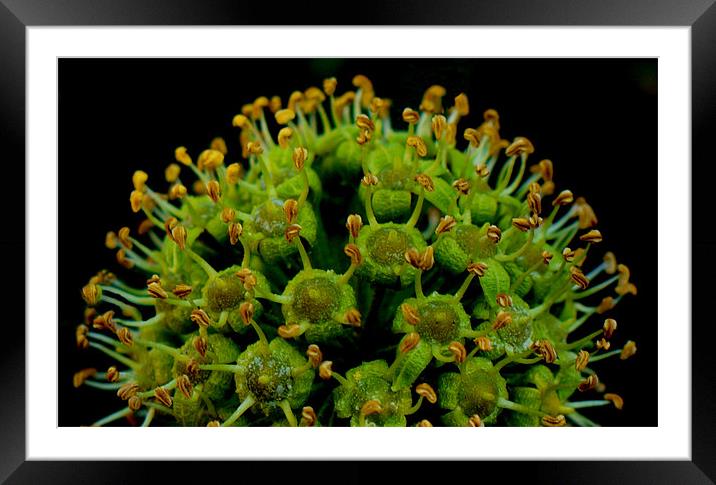 Ivy Flower Pods Framed Mounted Print by Louise Godwin