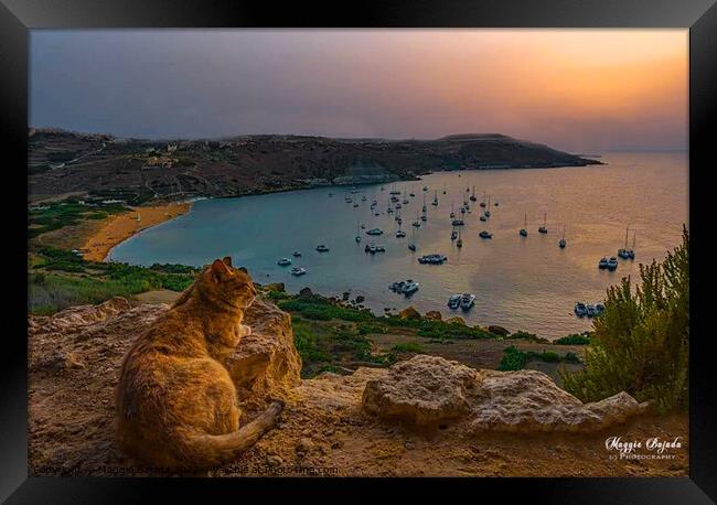 Cat watching the sunset over Ramla Bay, Gozo, Malta. Framed Print by Maggie Bajada