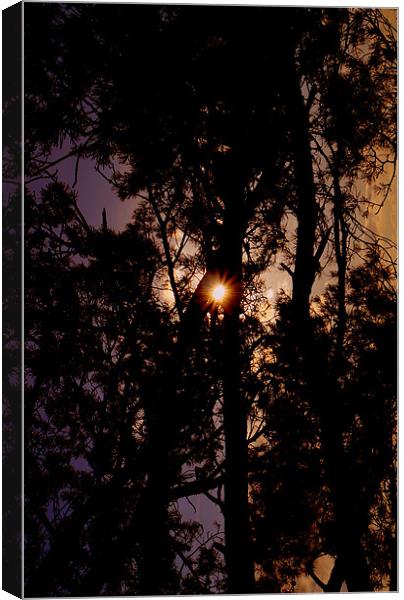 Sun Flare Through The Trees Canvas Print by Louise Godwin