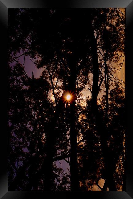 Sun Flare Through The Trees Framed Print by Louise Godwin