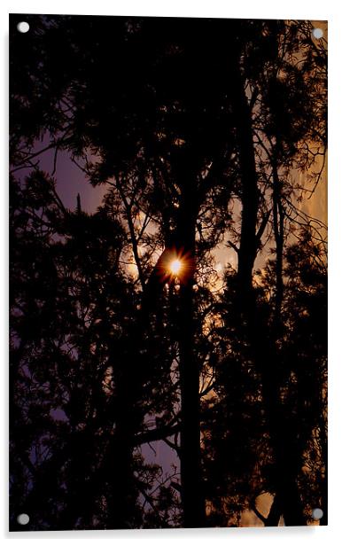 Sun Flare Through The Trees Acrylic by Louise Godwin