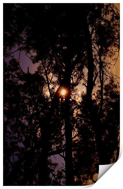 Sun Flare Through The Trees Print by Louise Godwin