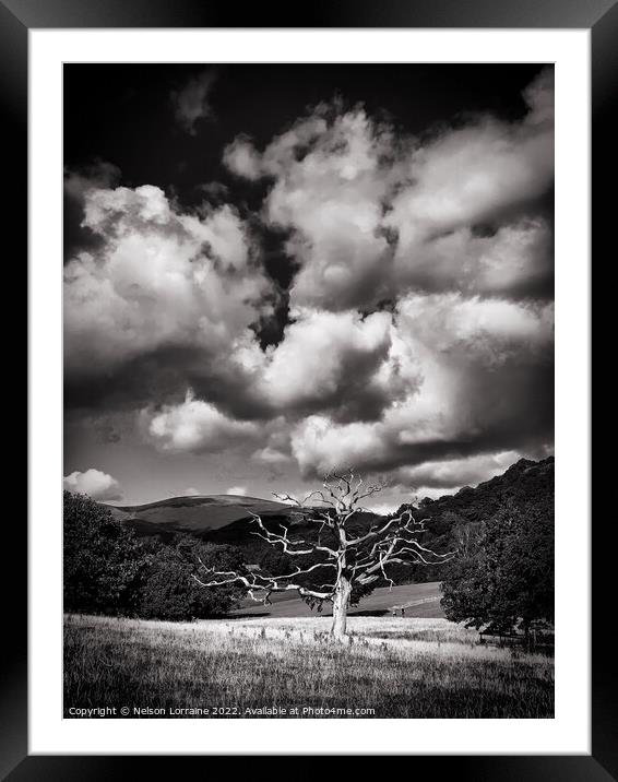 Derwent Tree Framed Mounted Print by Nelson Lorraine