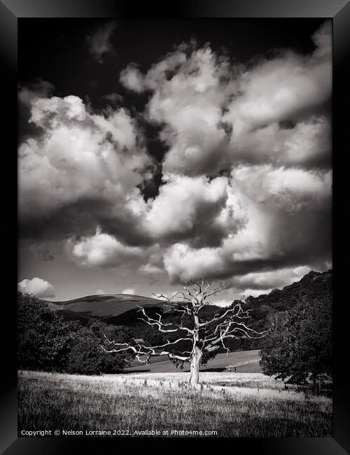 Derwent Tree Framed Print by Nelson Lorraine