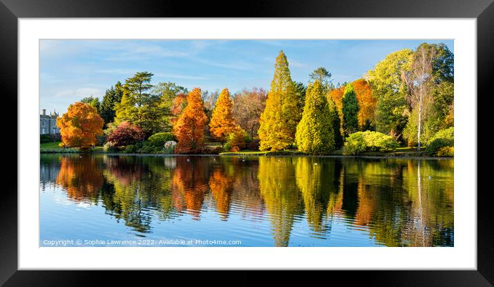 Autumn brilliance with dazzling colours bathed in  Framed Mounted Print by Sophie Lawrence