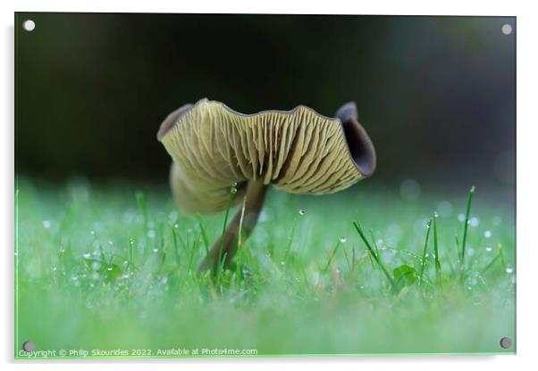 Fungi Acrylic by Philip Skourides