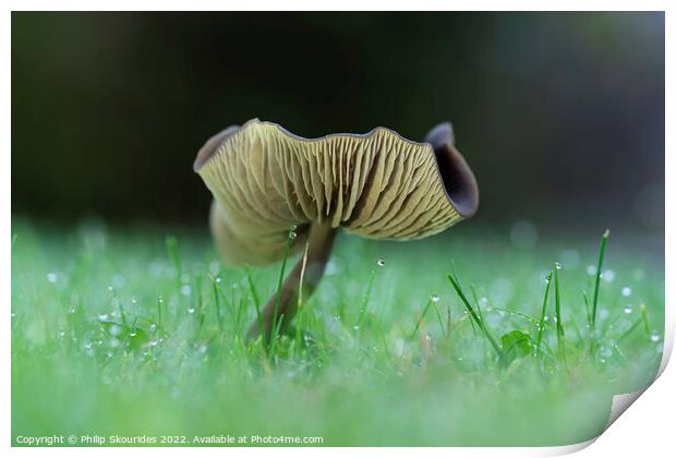 Fungi Print by Philip Skourides
