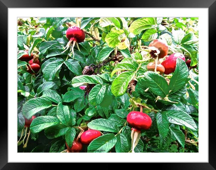 Rosehips Framed Mounted Print by Stephanie Moore