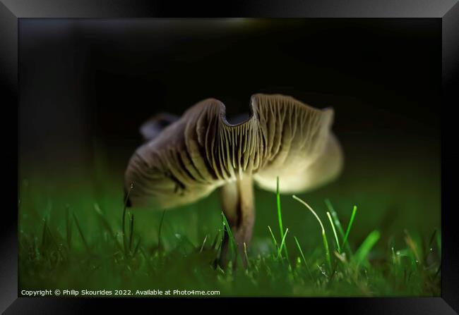 Fungi ii Framed Print by Philip Skourides