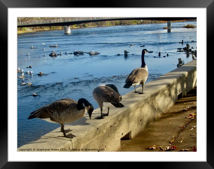 Canada geese Framed Mounted Print by Stephanie Moore