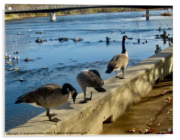 Canada geese Acrylic by Stephanie Moore