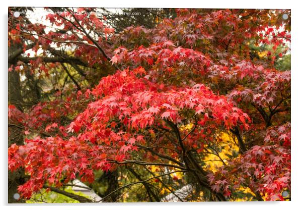 'Japanese Maple's Autumnal Splendour' Acrylic by Holly Burgess