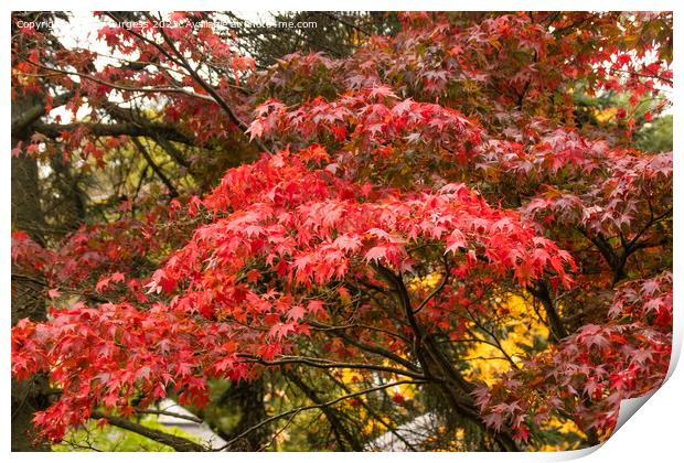 'Japanese Maple's Autumnal Splendour' Print by Holly Burgess