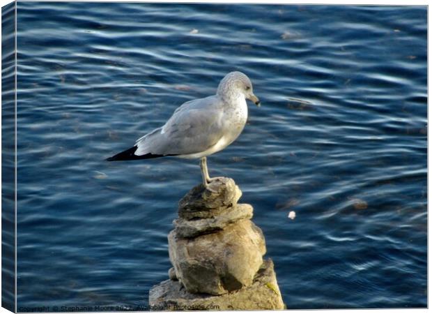 Seagull on the rocks Canvas Print by Stephanie Moore