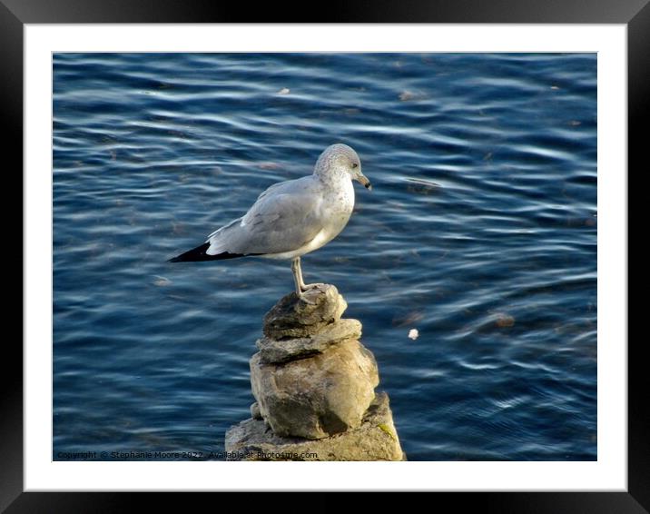 Seagull on the rocks Framed Mounted Print by Stephanie Moore