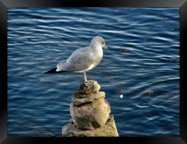 Seagull on the rocks Framed Print by Stephanie Moore