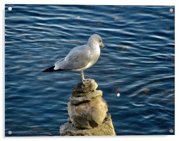 Seagull on the rocks Acrylic by Stephanie Moore