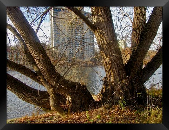 Ancient Willows Framed Print by Stephanie Moore