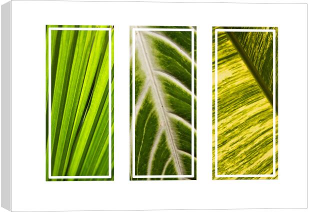 Tropical green leaves tryptych Canvas Print by Kevin Hellon