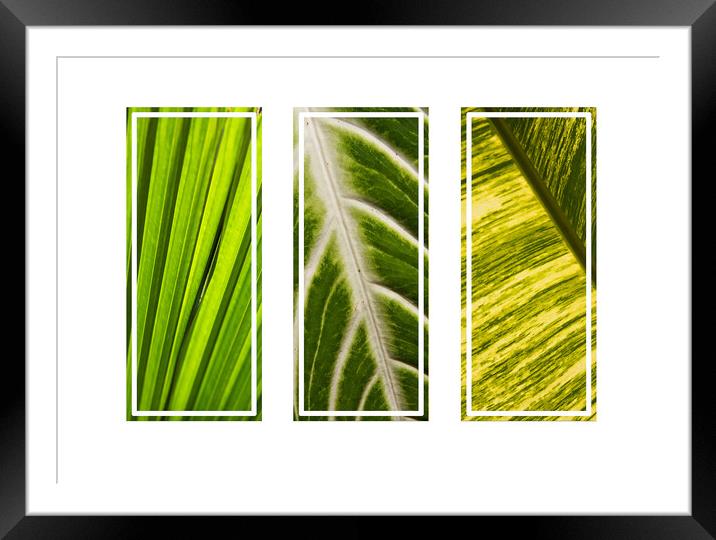Tropical green leaves tryptych Framed Mounted Print by Kevin Hellon