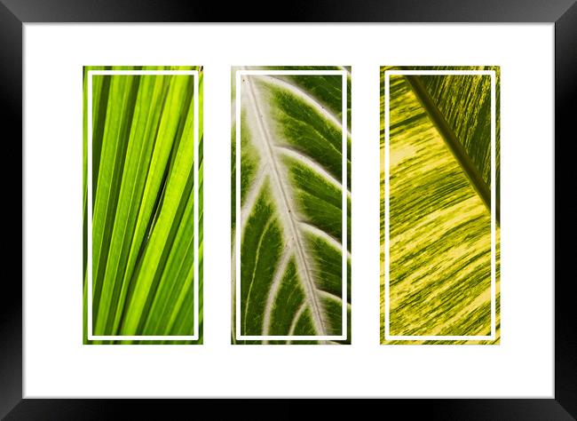 Tropical green leaves tryptych Framed Print by Kevin Hellon