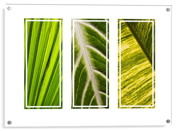 Tropical green leaves tryptych Acrylic by Kevin Hellon