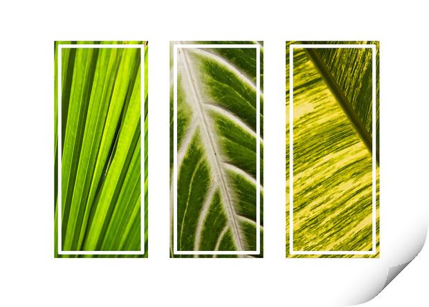 Tropical green leaves tryptych Print by Kevin Hellon