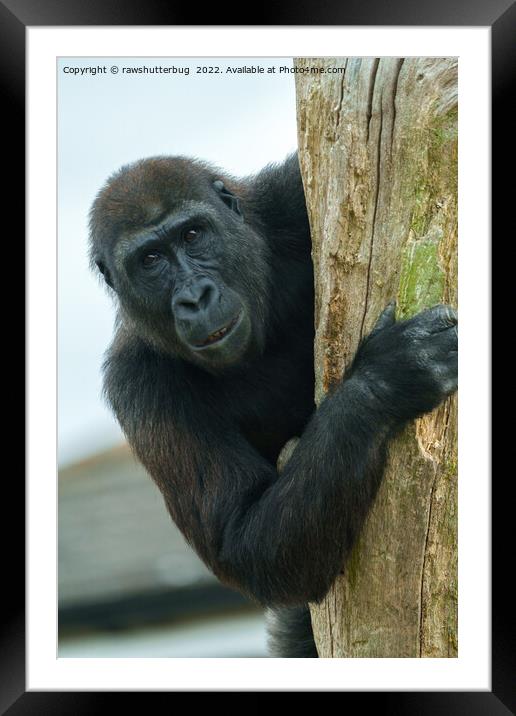 Gorilla Behind The Tree Framed Mounted Print by rawshutterbug 
