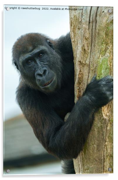 Gorilla Behind The Tree Acrylic by rawshutterbug 