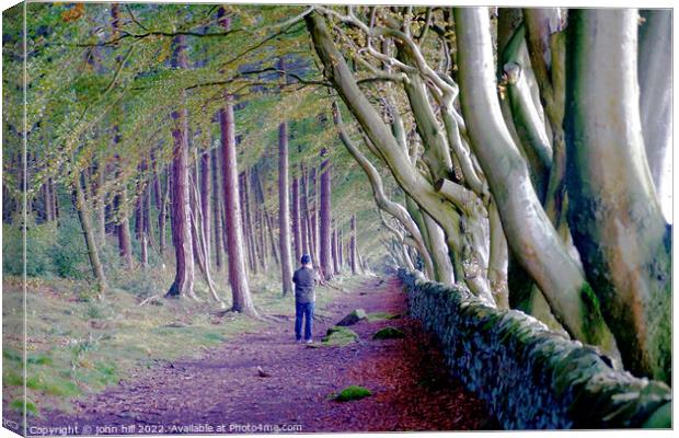 Beech trees, Upper moor,Matlock, Derbyshire  Canvas Print by john hill