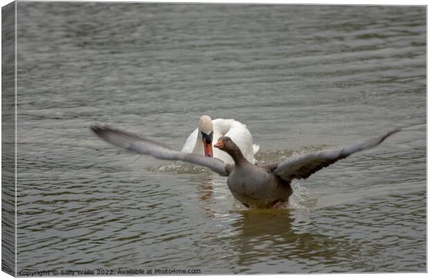 Greylag goose takes off to escape swan Canvas Print by Sally Wallis