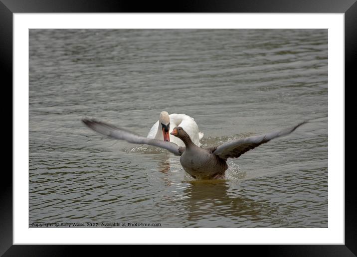 Greylag goose takes off to escape swan Framed Mounted Print by Sally Wallis