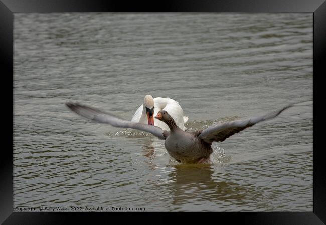 Greylag goose takes off to escape swan Framed Print by Sally Wallis