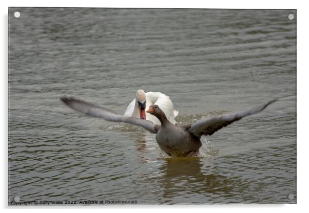Greylag goose takes off to escape swan Acrylic by Sally Wallis