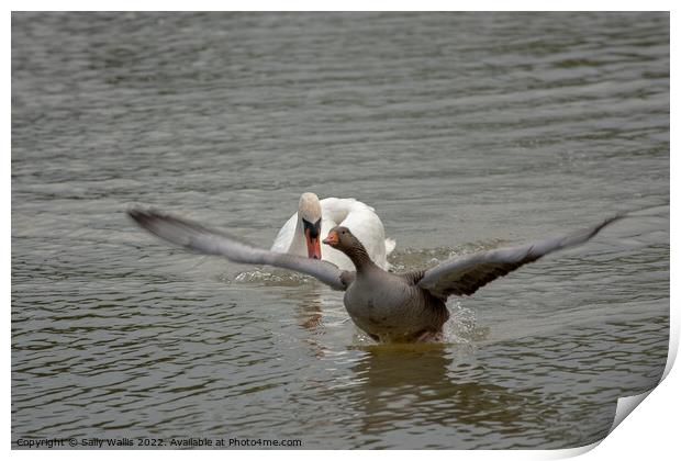 Greylag goose takes off to escape swan Print by Sally Wallis