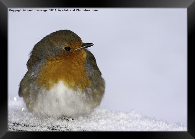 Park Robin Framed Print by Paul Messenger