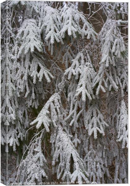 Frozen tree branches Canvas Print by Ragnar Lothbrok