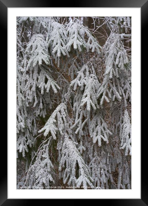 Frozen tree branches Framed Mounted Print by Ragnar Lothbrok